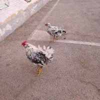 مرغ و خروس گلین