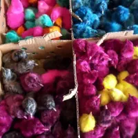 جوجه ۱روزه رنگی