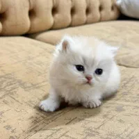 گربه بریتیش پرشین ۱۰ م ت