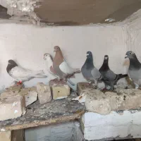 درهم|پرنده|خواف, |دیوار