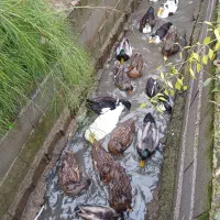 اردک هوایی و اردک پکنی