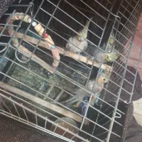 طوطی عروس مولد دو جفت