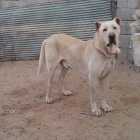 واگزاری سرابی نر|سگ|قلقل رود, |دیوار