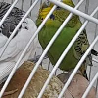 مرغ عشق|پرنده|زاهدان, |دیوار