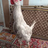 جوجه خروس|حیوانات مزرعه|شیراز, شهرک برق|دیوار