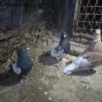 کفتر کله سیاه و دم سفید
