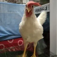 خروس ماشینی سفید گوشتی