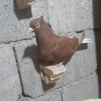 قرمز دم سفید