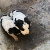 سگ قدرجونی نر و ماده جفت واگزار میشه