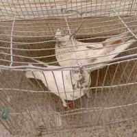 یه جفت کبوتر تهرونی|پرنده|اصفهان, خاتونآباد|دیوار