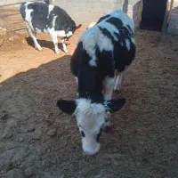 گوساله نر فروشی|حیوانات مزرعه|حسن آباد, |دیوار