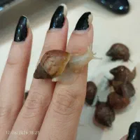 جوجه حلزون آچاتینا