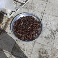 خرمای گنطاردرجه 1 بسته بندی شده|خوردنی و آشامیدنی|اهواز, ملاشیه|دیوار
