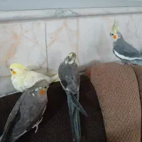 عروس هلندی|پرنده|تهران, زاهد گیلانی|دیوار