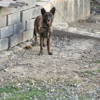 یک قلاده سگ مالینیوز اصیل