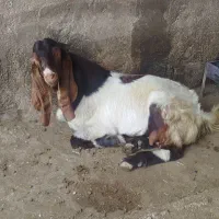 تیشتر نر پاییزه