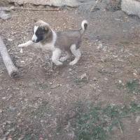 توله سرابی ماده