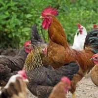 شریک جهت پرورش مرغ محلی در فضای مناسب
