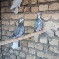 کبوتر گلین|پرنده|اصفهان, کساره|دیوار