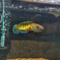 فروش انواع گونه های ماهی چانا و غذای مخصوص چانا|ماهی|شیراز, تندگویان|دیوار