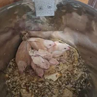 فنچ نرگسی شکلاتی جوان به شرط جوجه درجه 1|پرنده|کرج, شهرک رازی (حصارک)|دیوار