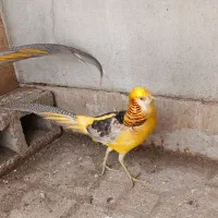 طاووس