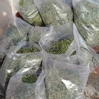 یونجه خرگوش جونده|لوازم جانبی حیوانات|مشهد, حجاب (شهرک غرب)|دیوار