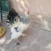 مرغ برهما سفید اصیل رومانی