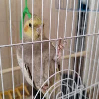 عروس|پرنده|قم, شهرک امام حسن|دیوار