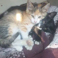 واگذاری رایگان بچه گربه|گربه|رودسر, |دیوار