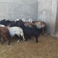 ۱۶تا میش قره قزل و پلنگی اتوبوسی|حیوانات مزرعه|بروجرد, |دیوار