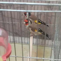 سهره عروس فنج نرگسی