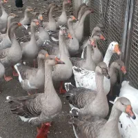 غاز و بوقلمون|حیوانات مزرعه|لوندویل, |دیوار