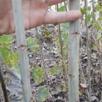 نهال صنوبرنیگرا اصل ترکیه وکبوده|خدمات باغبانی و درختکاری|قره ضیاالدین, |دیوار