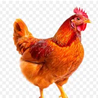 فروش مرغ و خلنگ