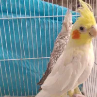 عروس هلندی نر و ماده|پرنده|مشهد, نیزه|دیوار
