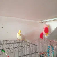 عروس هلندی لیمویی|پرنده|مرند, |دیوار