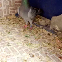 بخاطره کم بو ده جاه