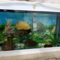 ماهی و آکواریوم