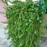 گل کراسولا باگلدان سنگی بزرگ|گل و گیاه طبیعی|بندرعباس, |دیوار