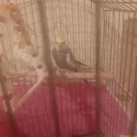 پرنده عروس هلندی مولد|پرنده|پرند, فاز ۶|دیوار