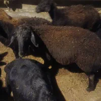 یدونه شیشک قره قزل