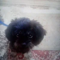 سلام سگ شیتزو پشمالو