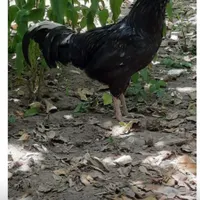 خروس مشکی سبز گلین اصیل