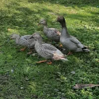 اردک مرغابی|حیوانات مزرعه|رشت, حافظ آباد|دیوار