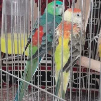 عروس هلندی و طوطی اوازه خوان|پرنده|شیراز, شریف‌آباد|دیوار