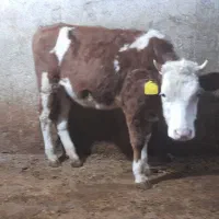 تلیسه سیمینتال|حیوانات مزرعه|کنگاور, |دیوار