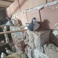 کفتر چادری|پرنده|کهریزک, |دیوار