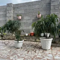 ۳ عدد گل|گل و گیاه طبیعی|تولم شهر, |دیوار