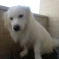 سگ بسیار مهربان حرف گوش کن